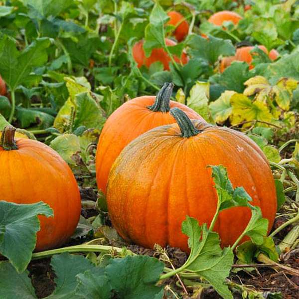 Pumpkin F1 Hybrid 406 Vegetable Seeds
