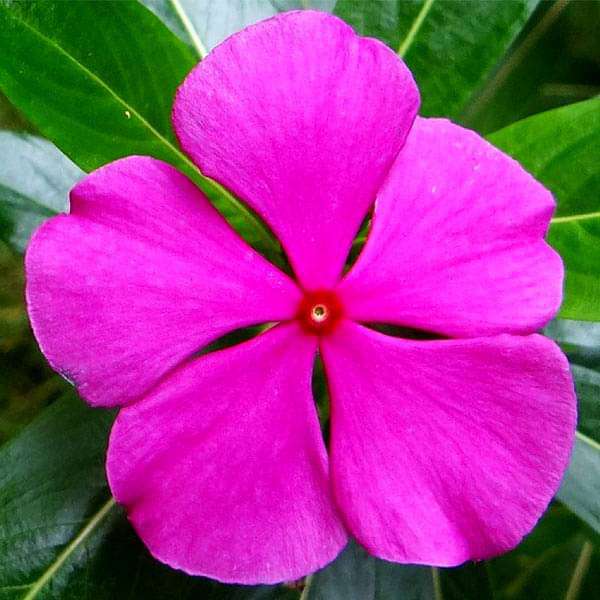 Vinca F1 Nana Pink Summer Flower Seeds