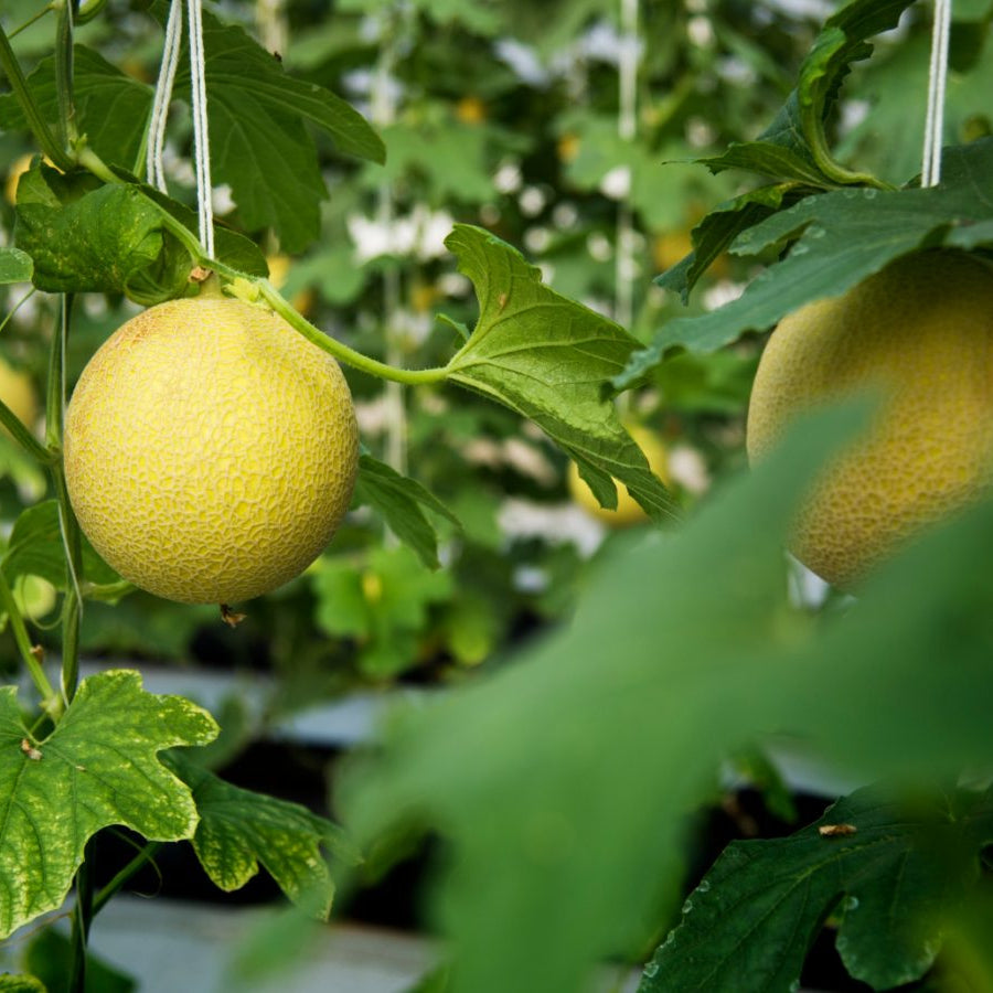 Muskmelon F1 Super Kajri Vegetable Seeds