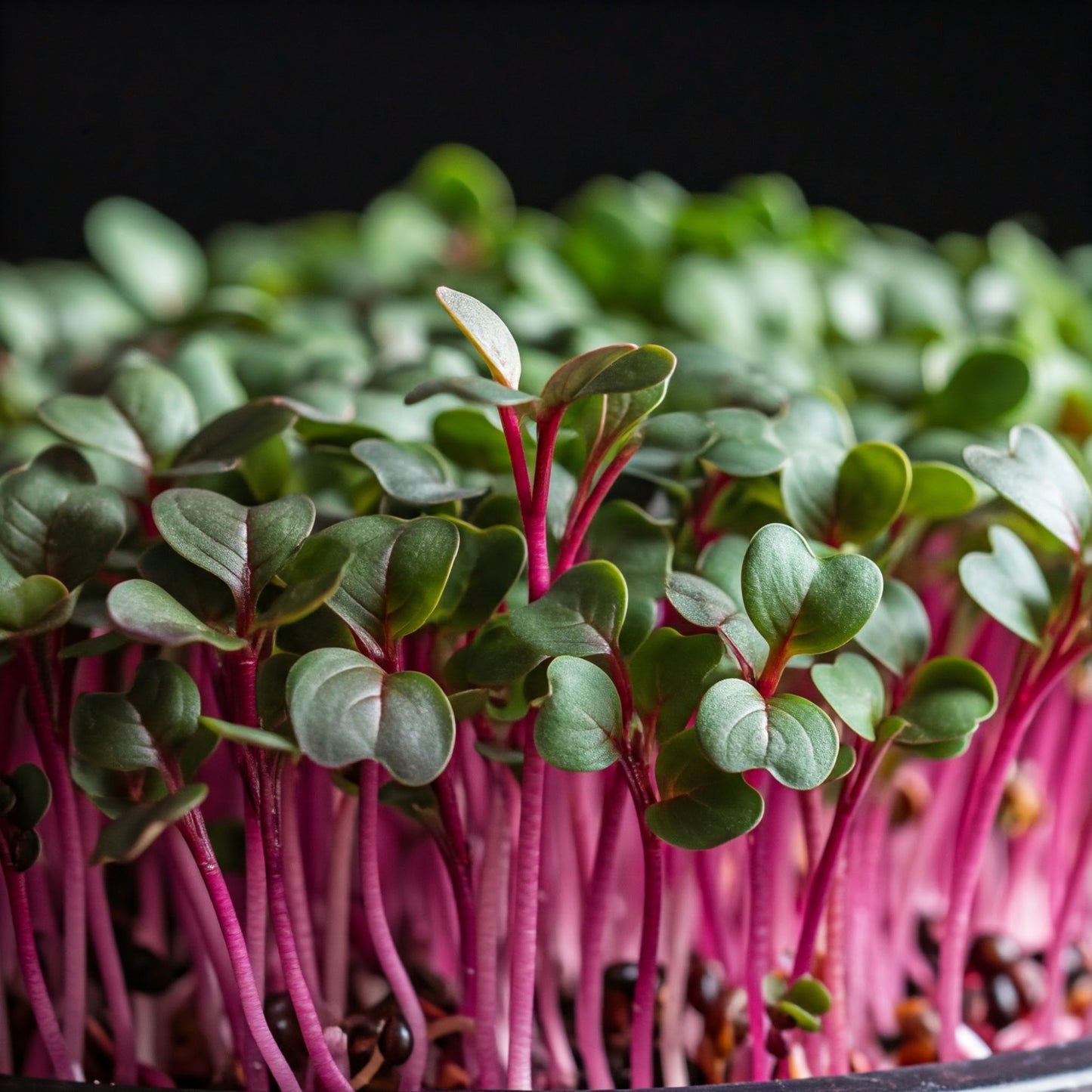 Amaranthus Red Leaf Microgreens Seeds (Choulai)