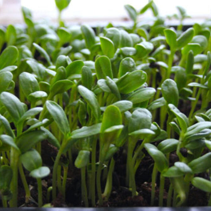 Spinach Microgreen Herb Seeds