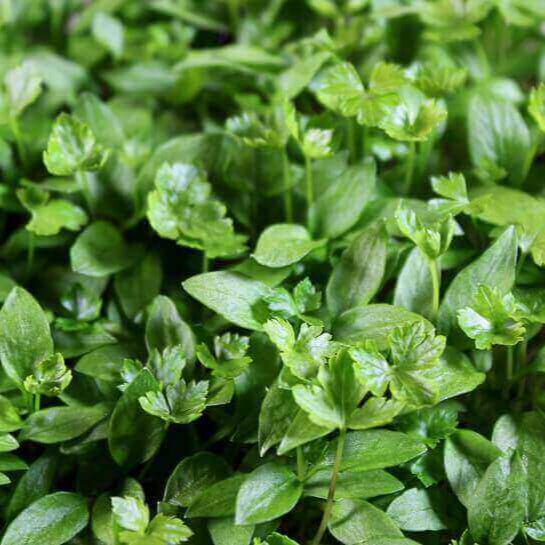 Flat Leaf Parsley Microgreens Seeds