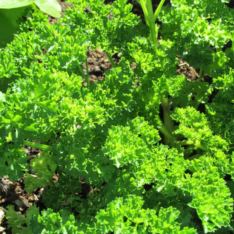Parsley Moss Curled Leaf Microgreens Seeds
