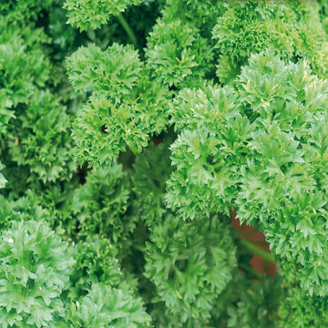Parsley Moss Curled Herb Seeds