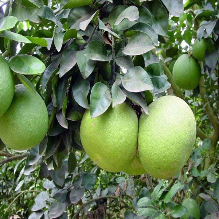 Fresh Organic Pomelo Seeds