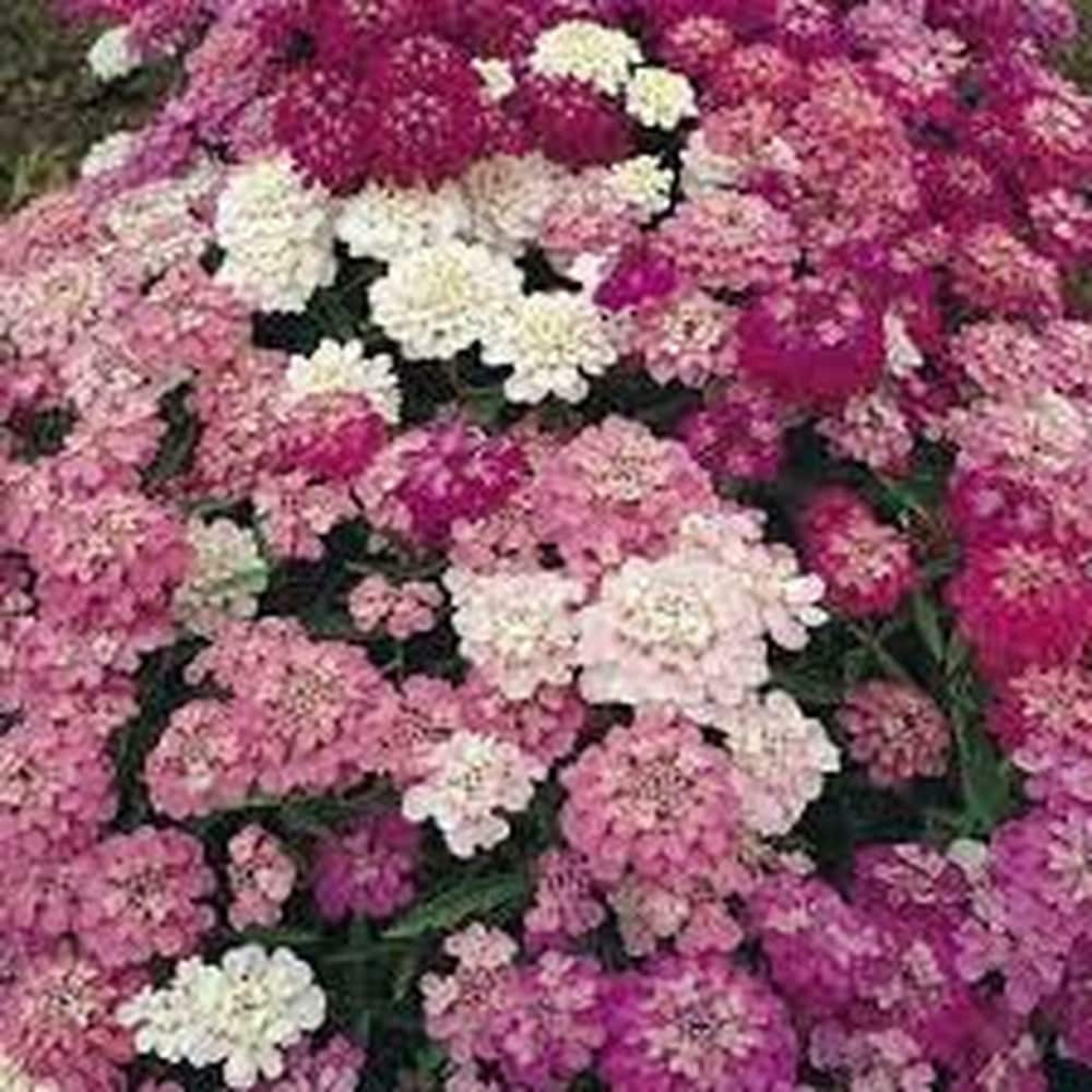 Candy Tuft Winter Flower Seeds – Vibrant Perennials for Cold Weather Gardens