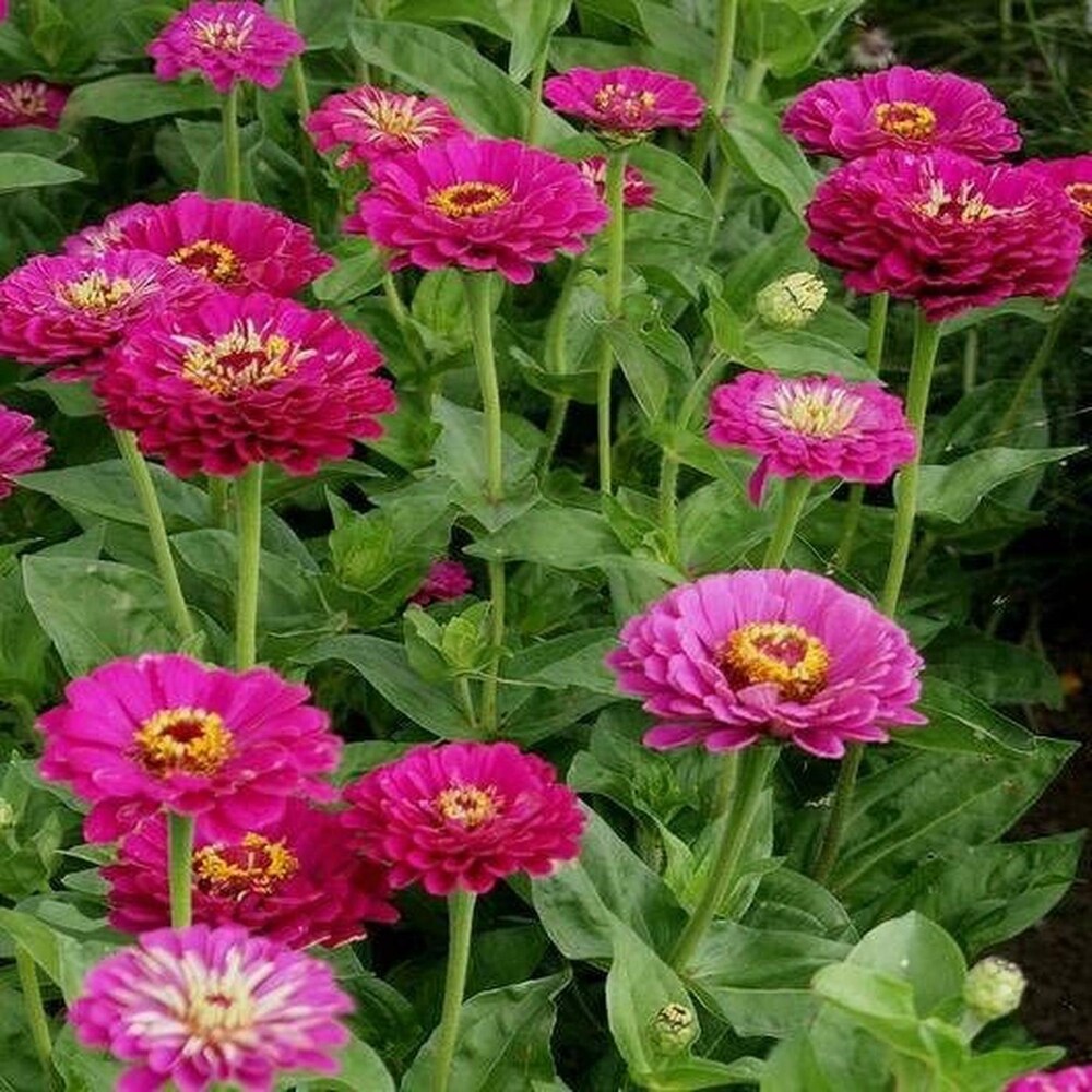Zinnia F1 Elegans Pink Summer Flower Seeds
