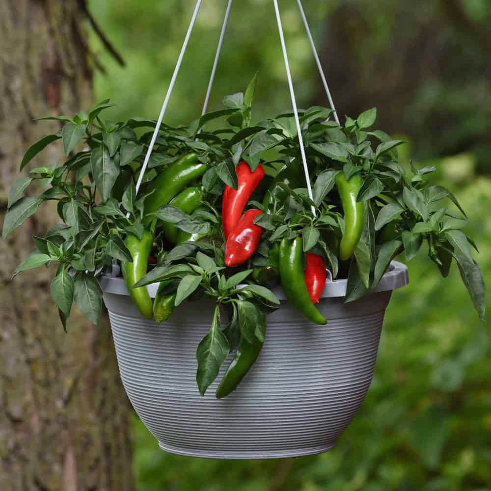 Hot Red Pepper Vegetable Seeds