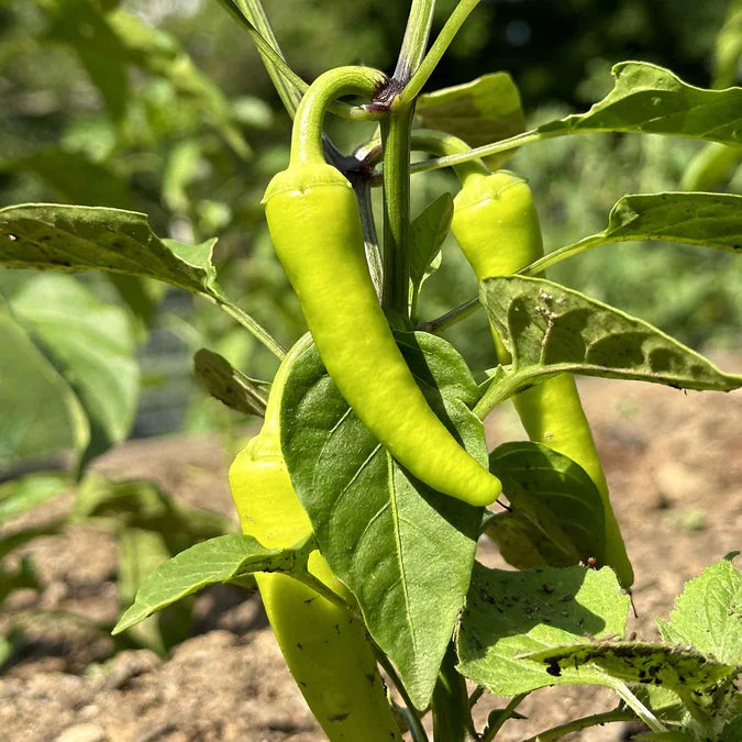 Sweet Banana Chilli Pepper Vegetable Seeds