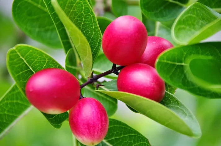 Koromcha Fruit Seeds