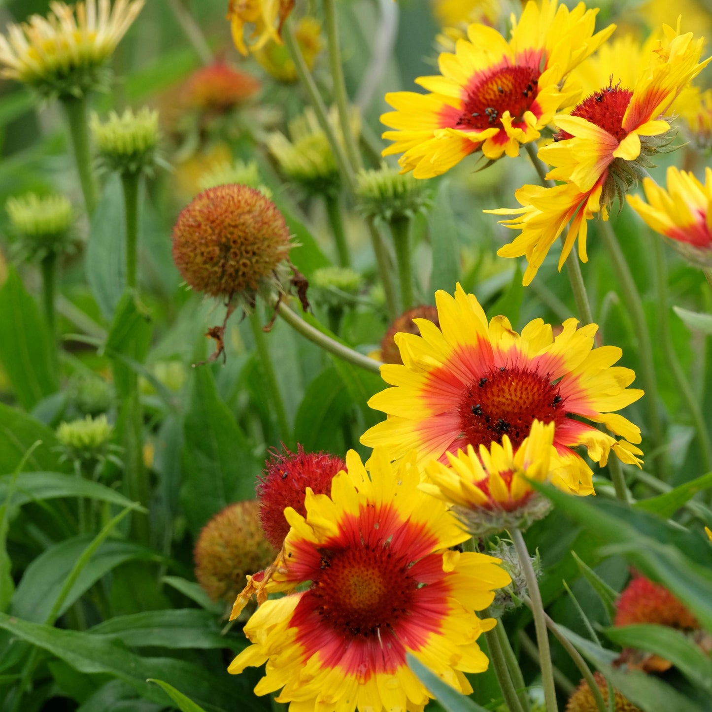 Vibrant Gallardia Flower Seeds – Hardy, Long-Blooming, & Easy to Grow