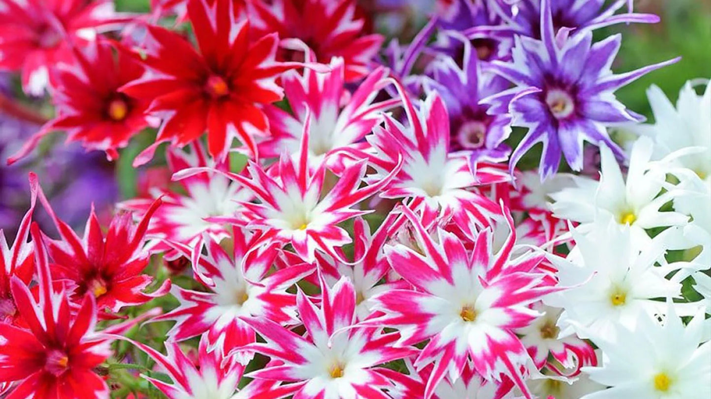 Phlox Twinkle Mixed Winter Flower Seeds