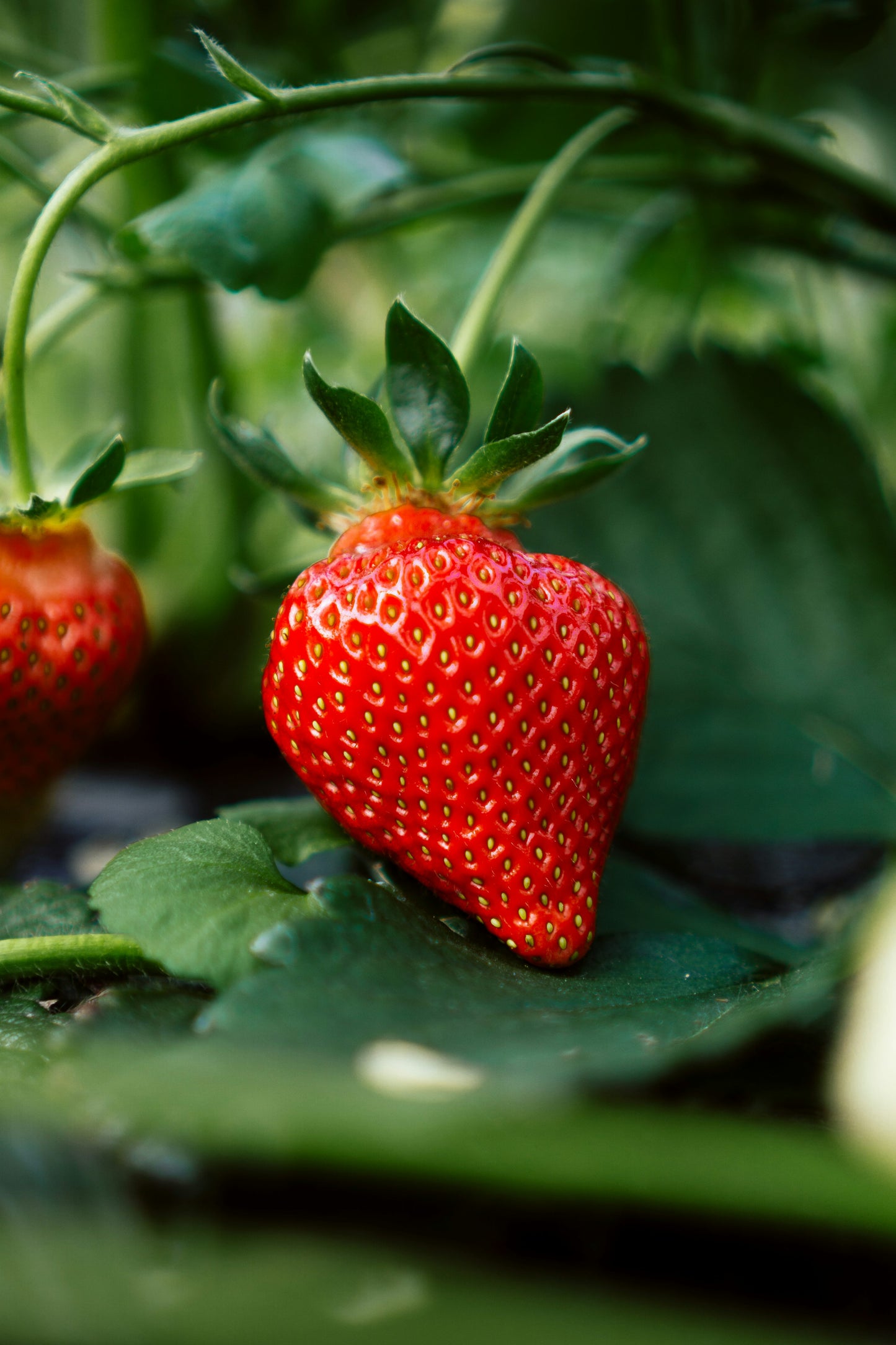 Strawberry Fruits