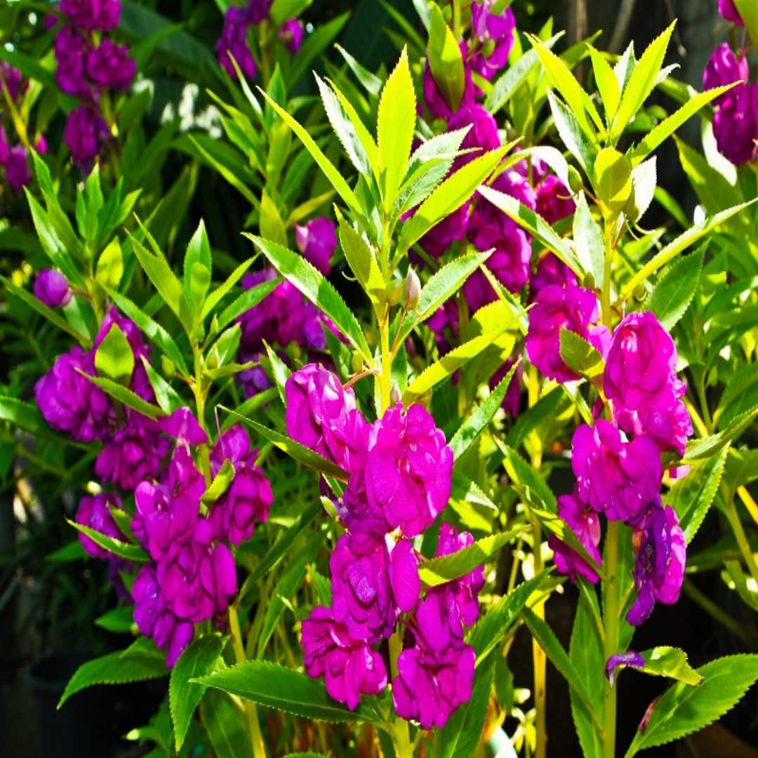 Balsam Purple Flower Seeds