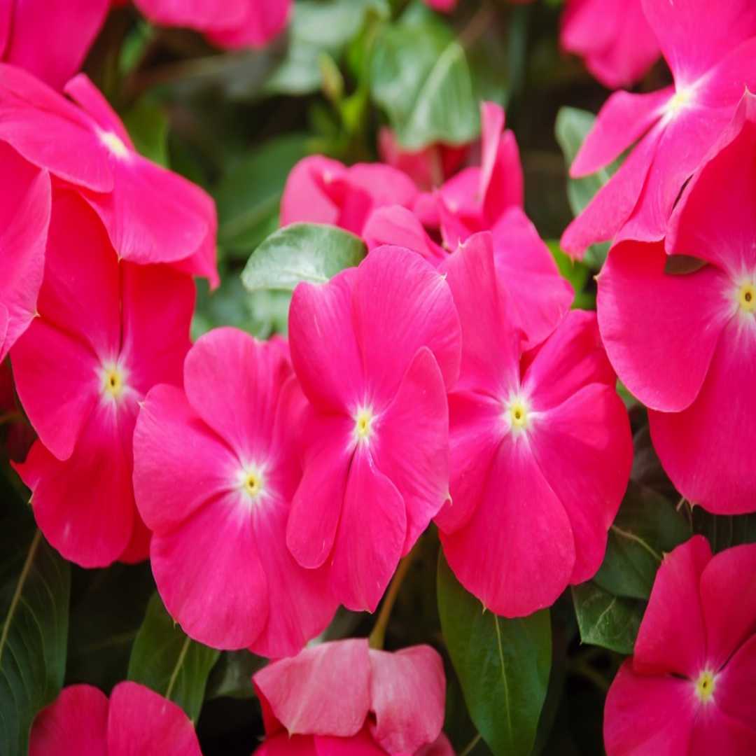 Vinca F1 Nana Rose Summer Flower Seeds