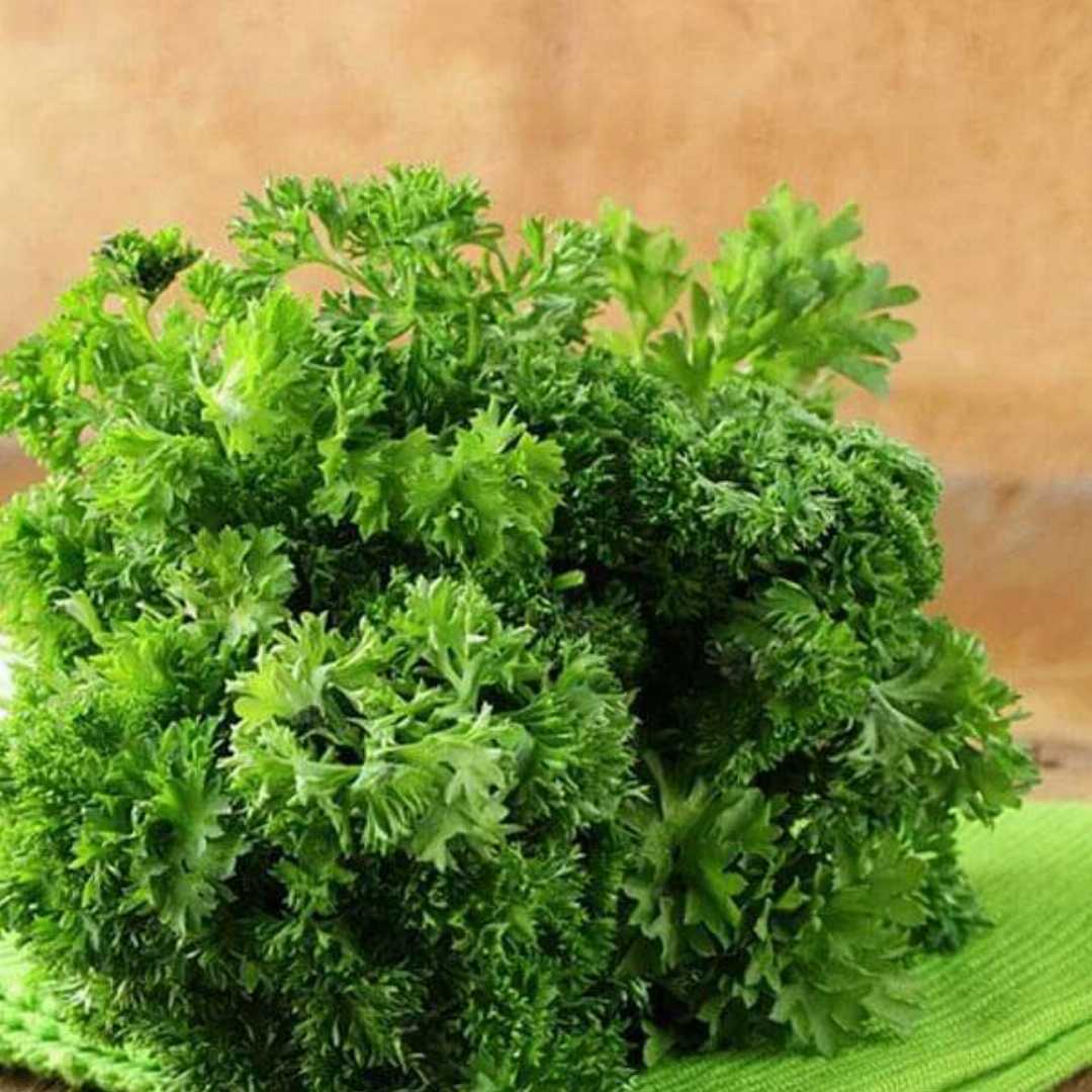 Parsley Moss Curled Herb Seeds