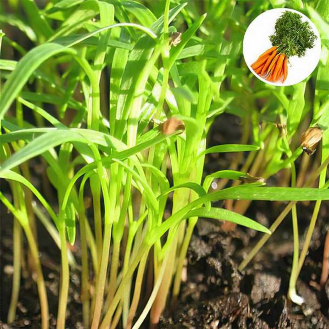 Carrot Green Leaf Microgreens Seeds - Grow Fresh & Nutritious Microgreens at Home