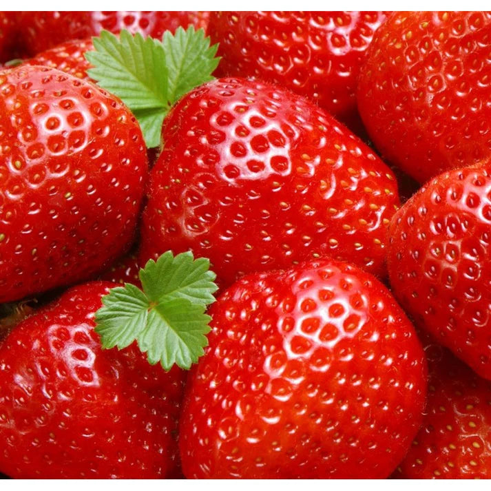 Premium Strawberry Seeds