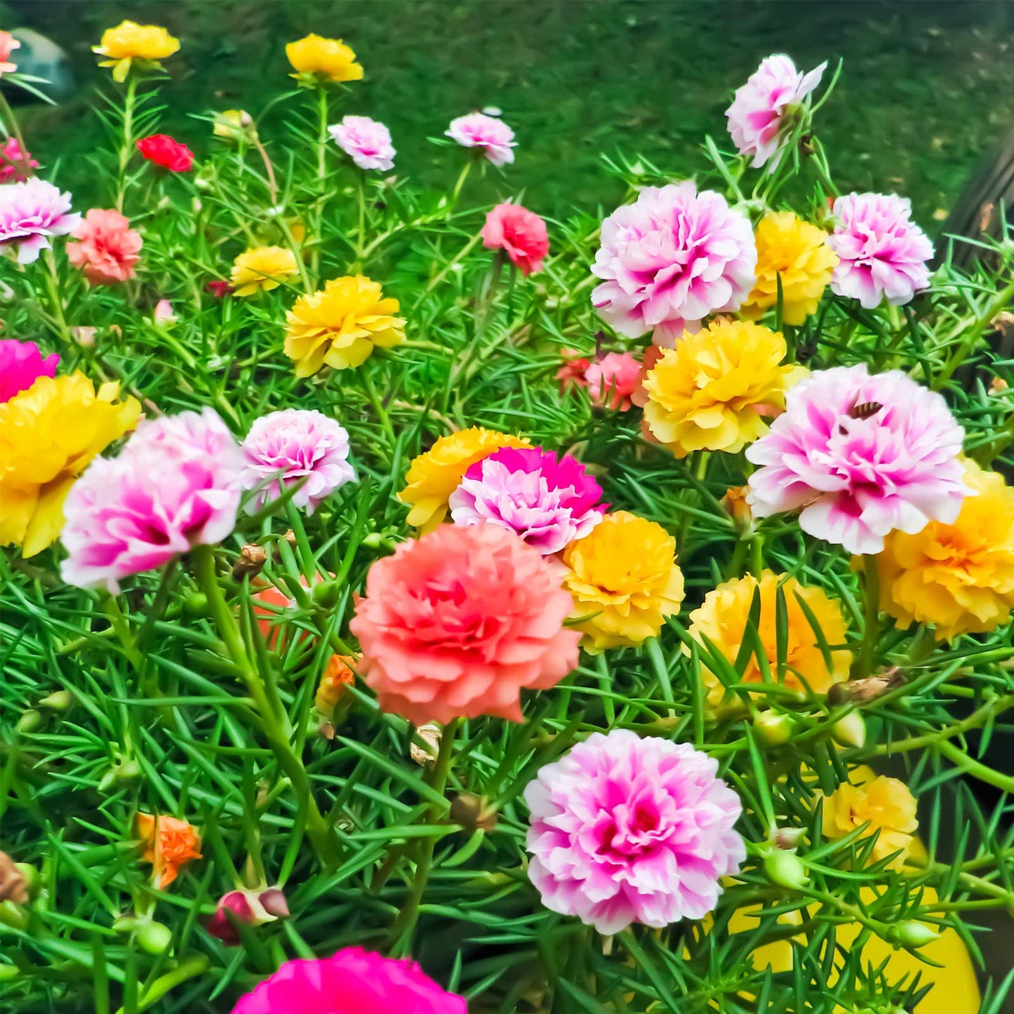 Portulaca Double Mixed Flower Seeds