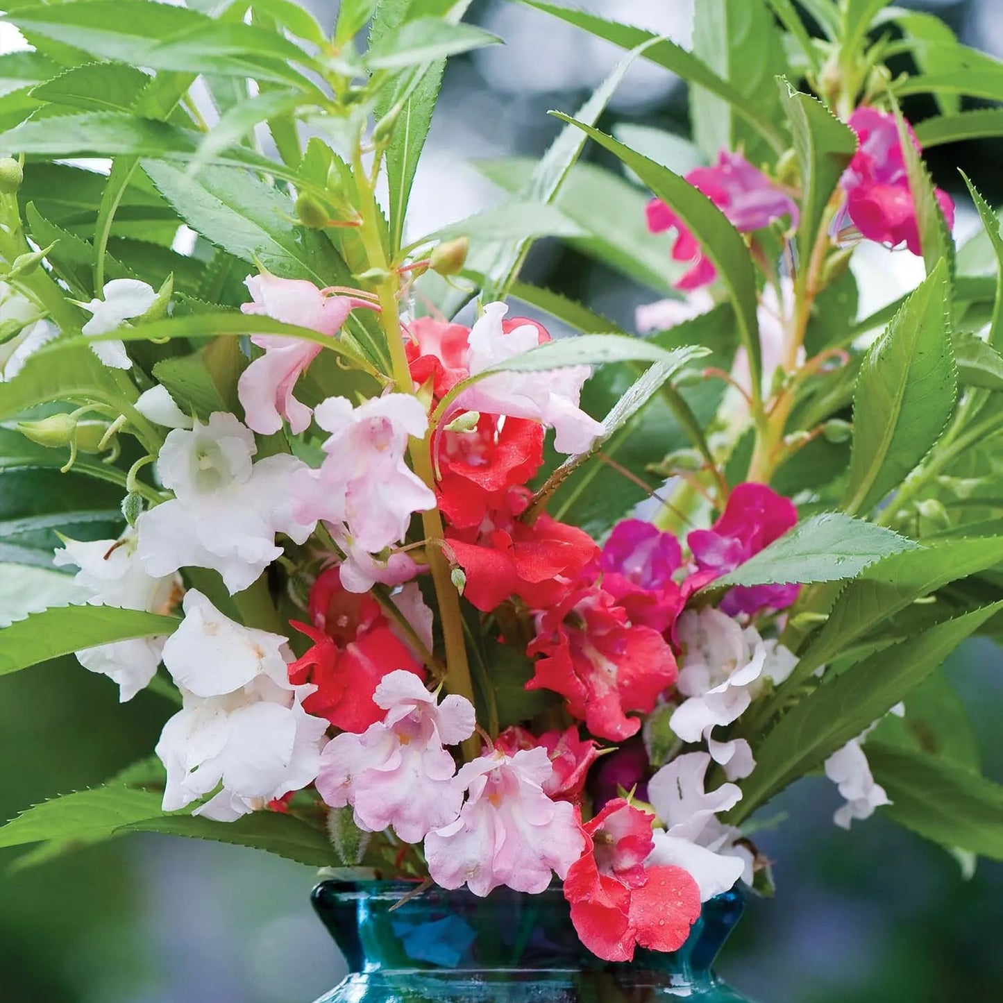 Balsam Double Mixed Flower Seeds