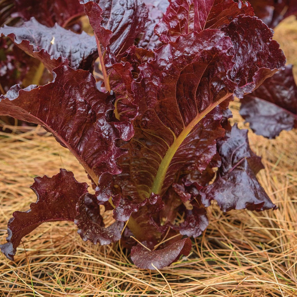 FL Black Dark Rose Lettuce - Iollo Rosso Type Exotic Vegetable Seeds