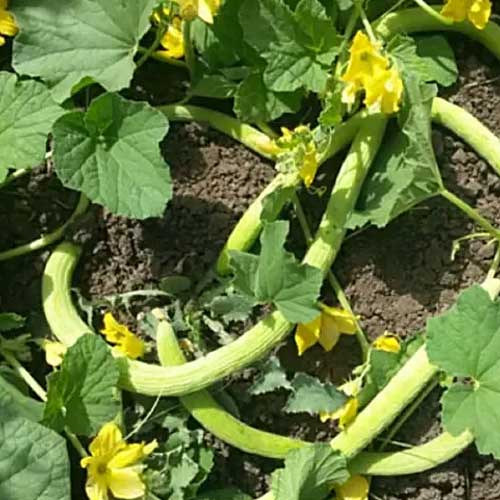 Kakri Long Melon Selection Vegetable Seeds
