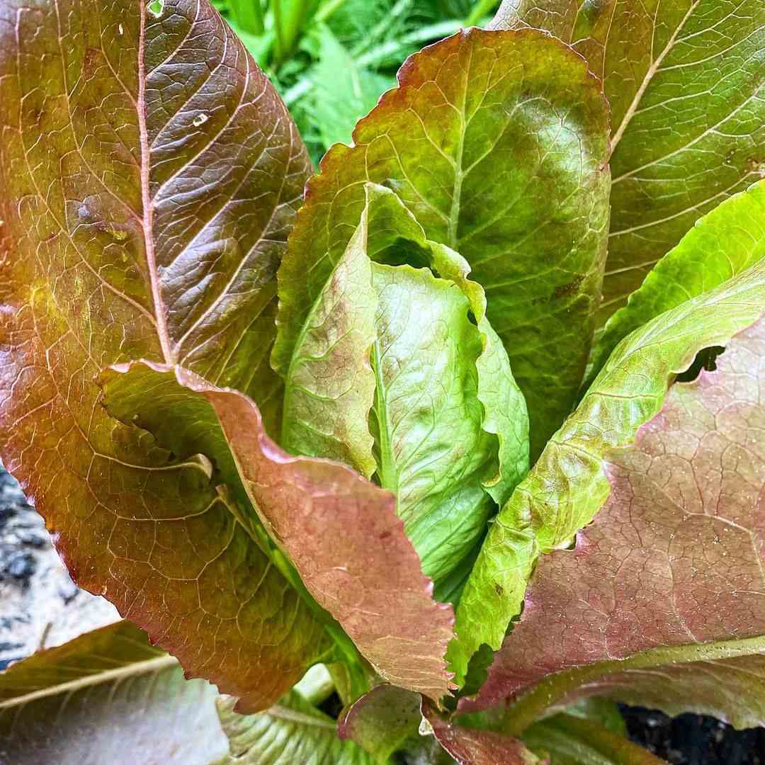 Romaine Red Microgreens Seeds for Fresh Lettuce Salad