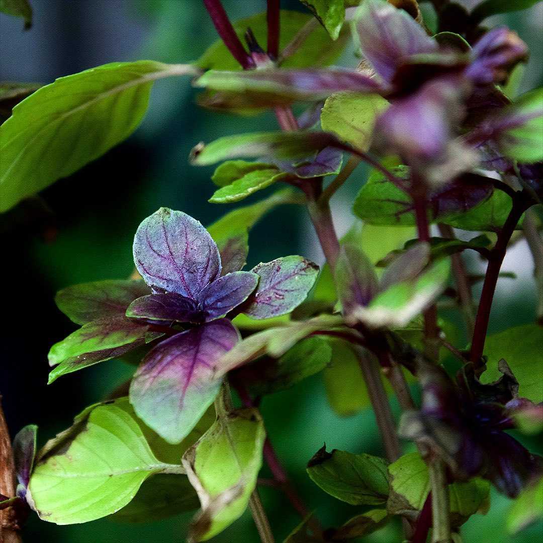 Basil Mixed Green and Purple Leaf Microgreens Seeds