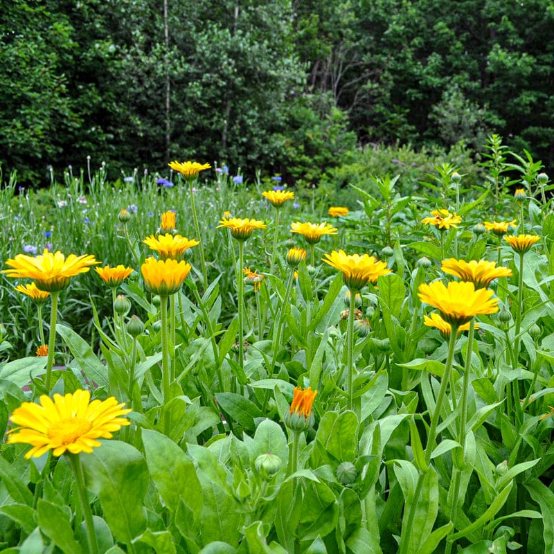 Calendula Bon Bon Yellow Flower Seeds