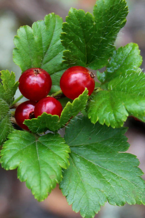 Mountain Currant Seeds