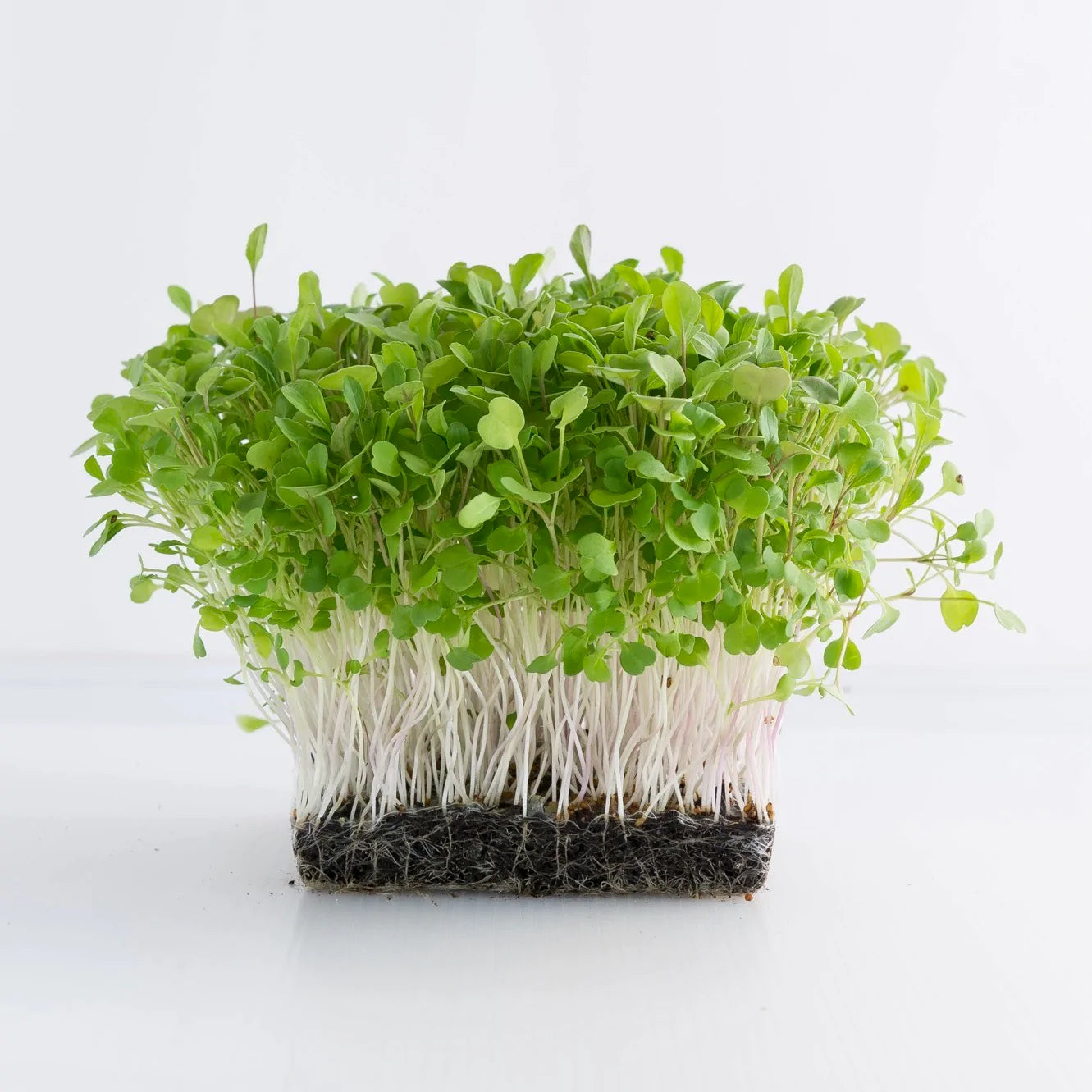Arugula Rocket Wild Leaf Microgreens Seeds