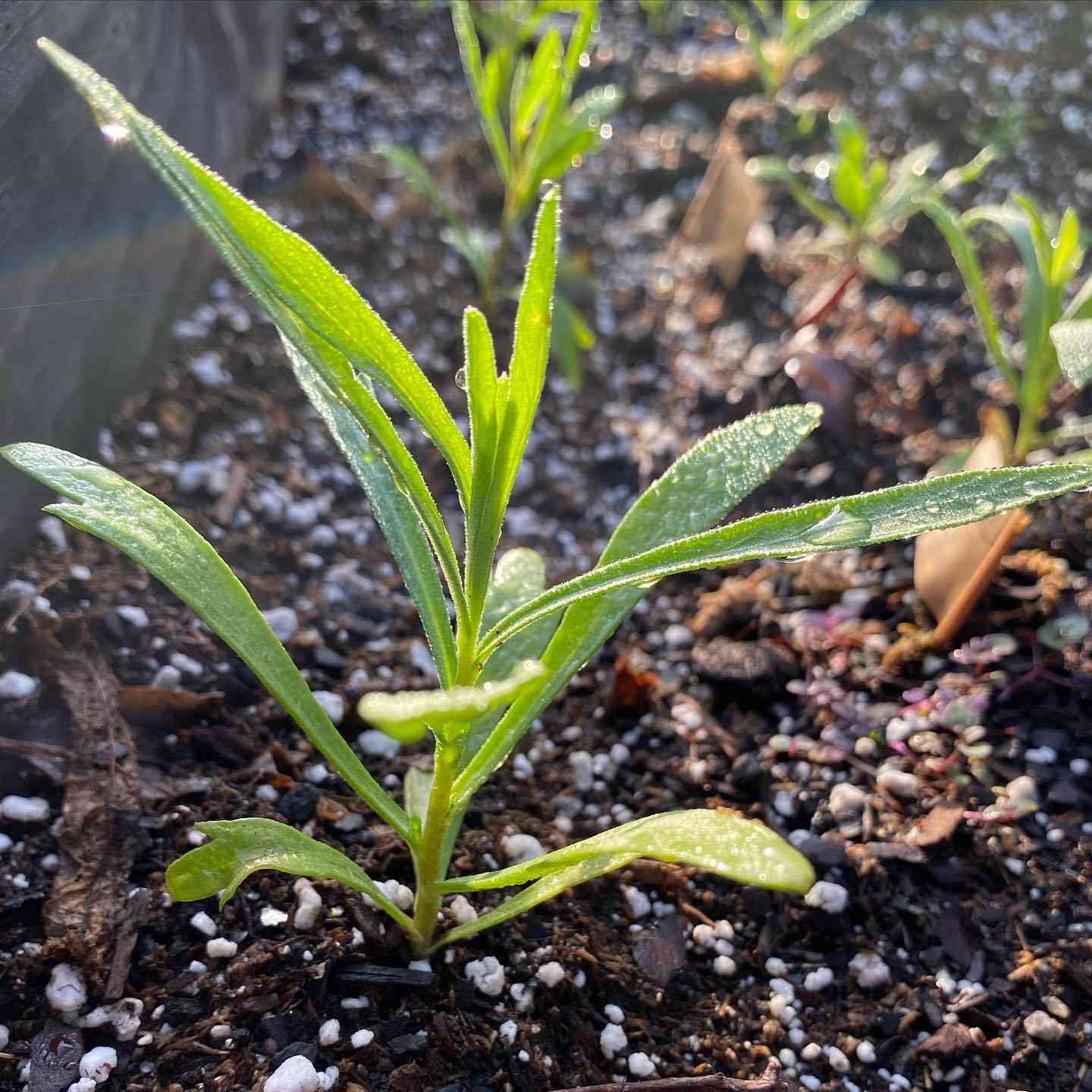 Tarragon Imported Herb Seeds