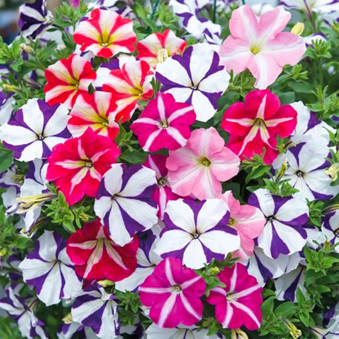 Petunia Star Pattern Flower Seeds