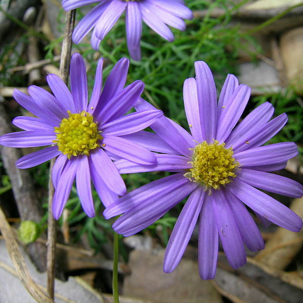 Brachycome Blue Seeds