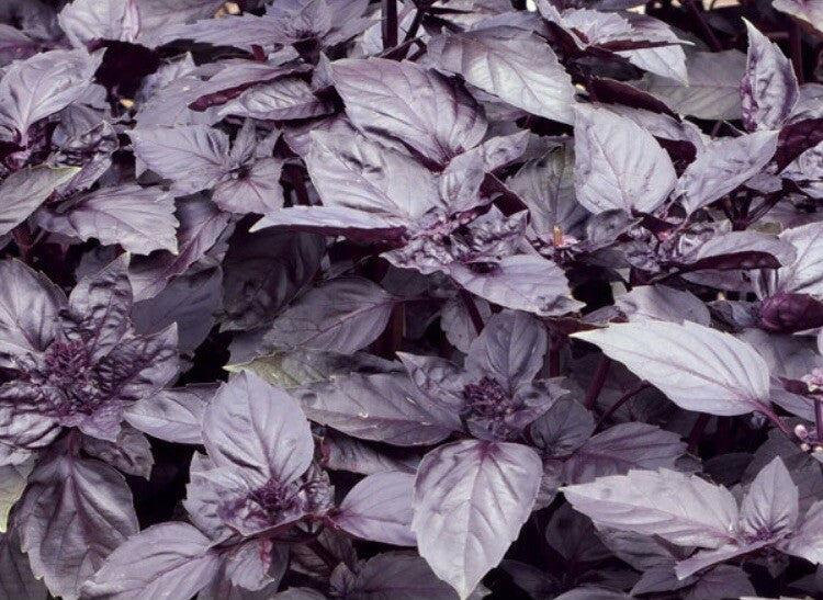 Basil Dark Opal Microgreens Seeds