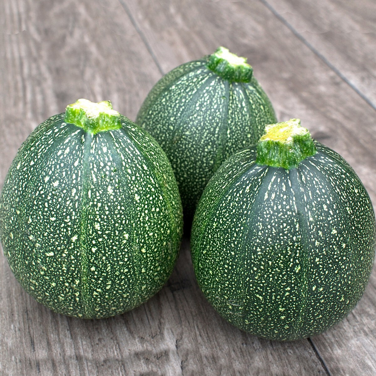 Chappan Kadu F1 Hybrid Summer Squash Vegetable Seeds