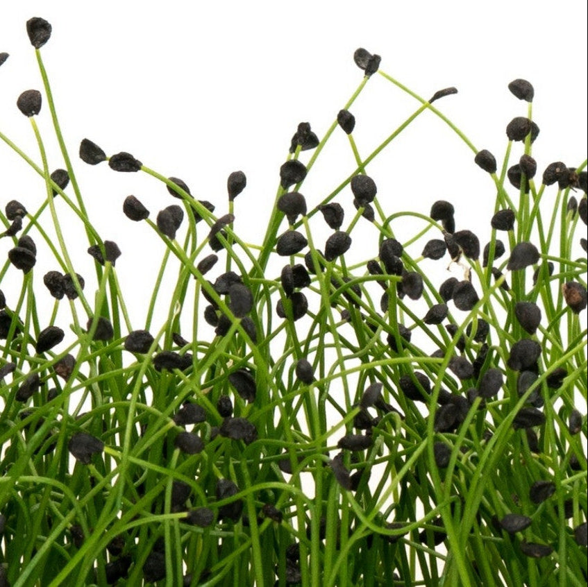 Chives Green Plain Leaf Microgreens Seeds