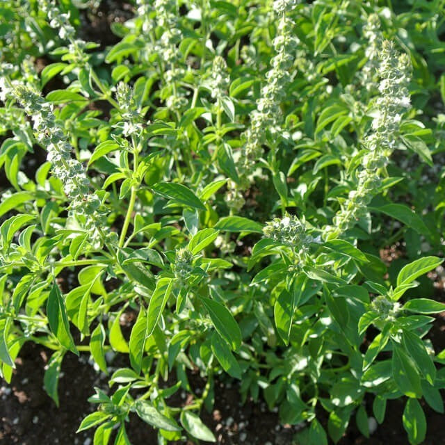 Lemon Basil Herb Seeds