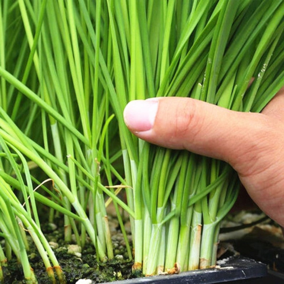 Imported Garlic Chives Herb Seeds