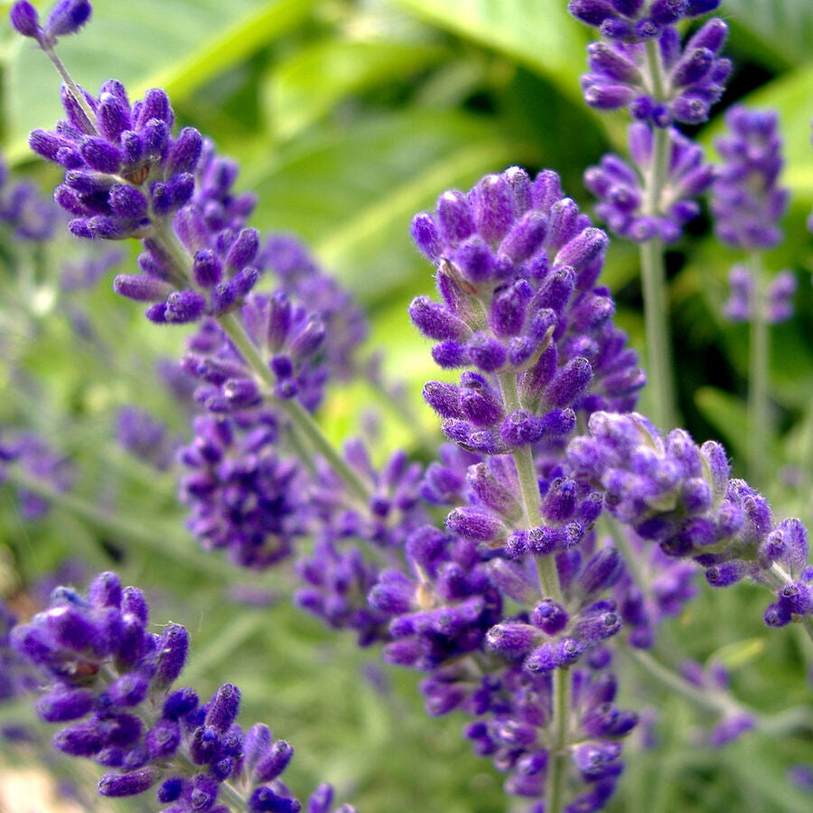 Lavender Imported Herb Seeds