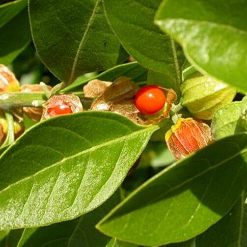 Ashwagandha Plant Seeds (Withania somnifera) – Premium Gardening Herb Seeds