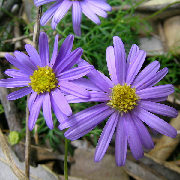 Brachycome Purple Seeds