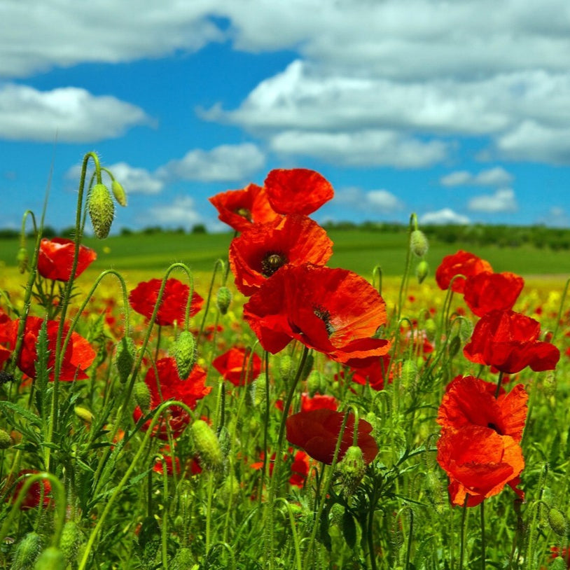 Poppy Shirley Red Flower Seeds