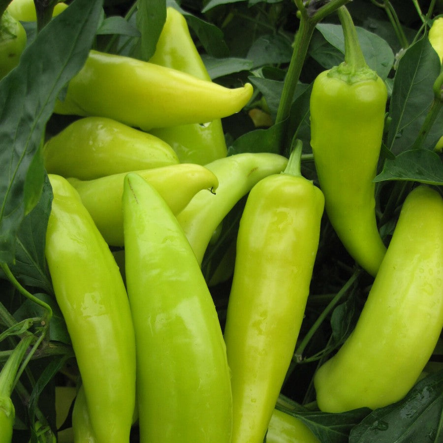 Chilli Pepper Sawia Fe Grande Vegetable Seeds