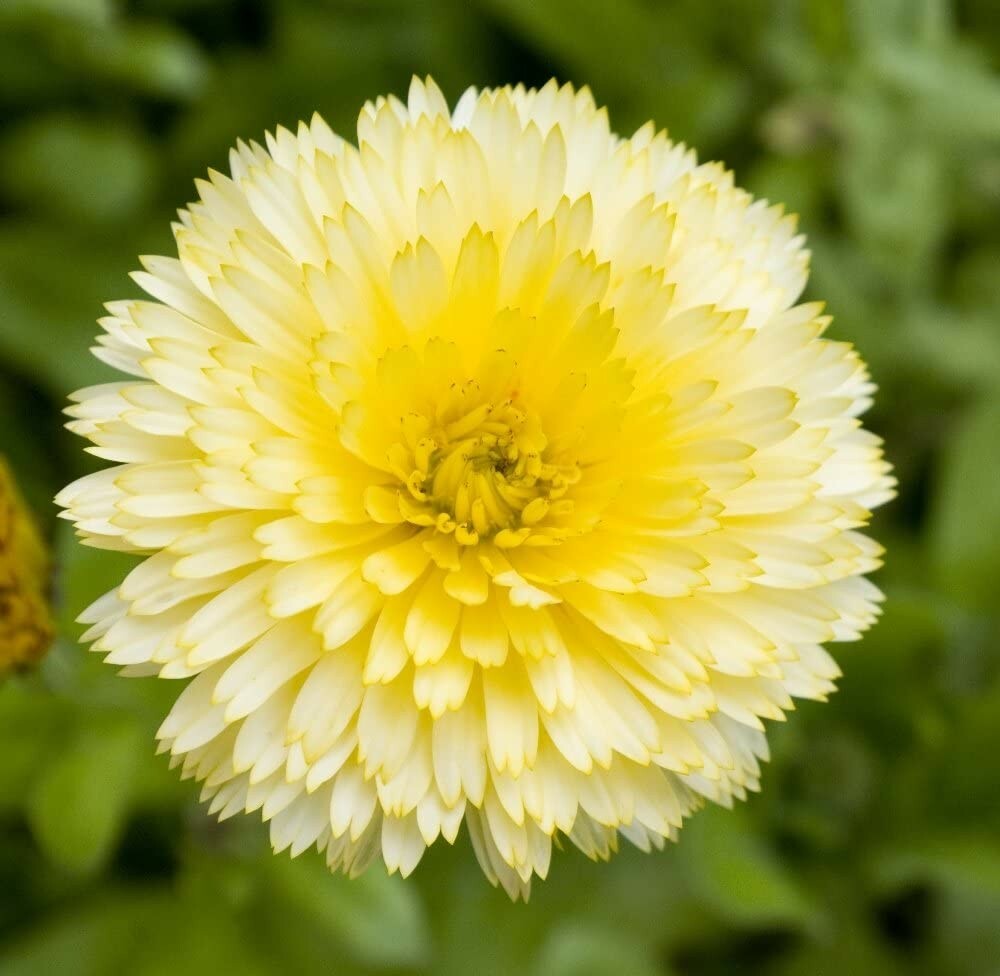 Calendula Yellow Flower Seeds