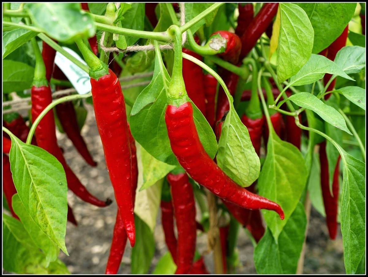Chilli Pepper Grand Superior 10 Long Vegetable Seeds