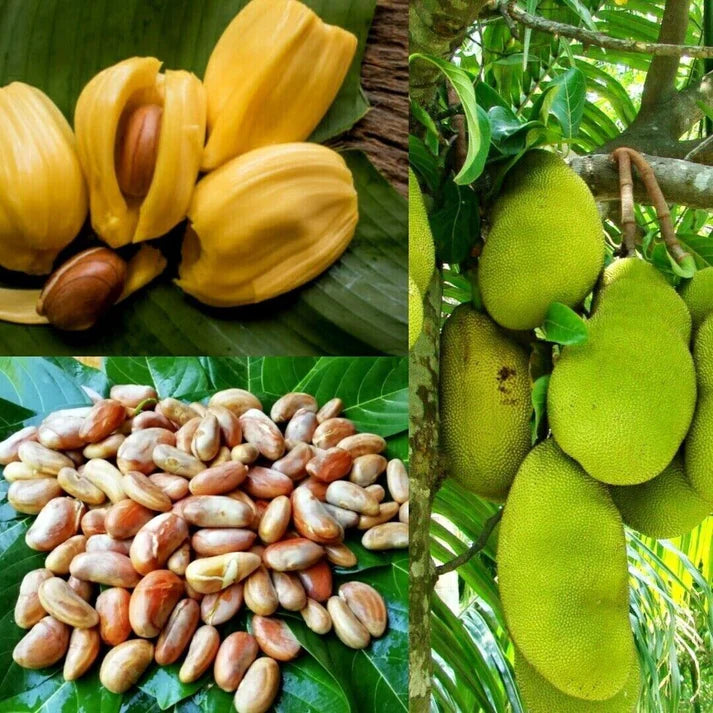 Jackfruit Fruit Seeds