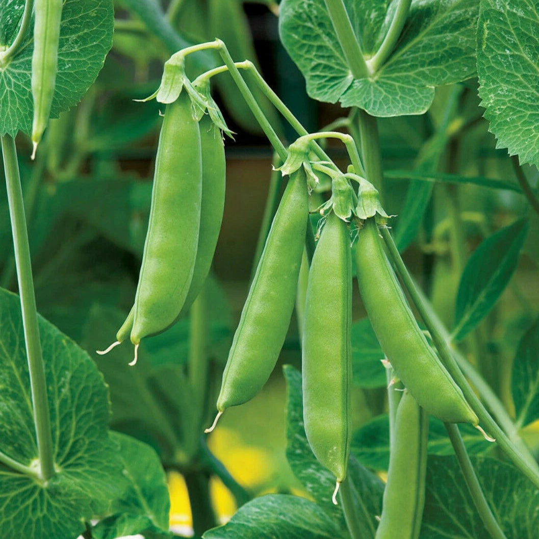 Peas Vegetable Seeds