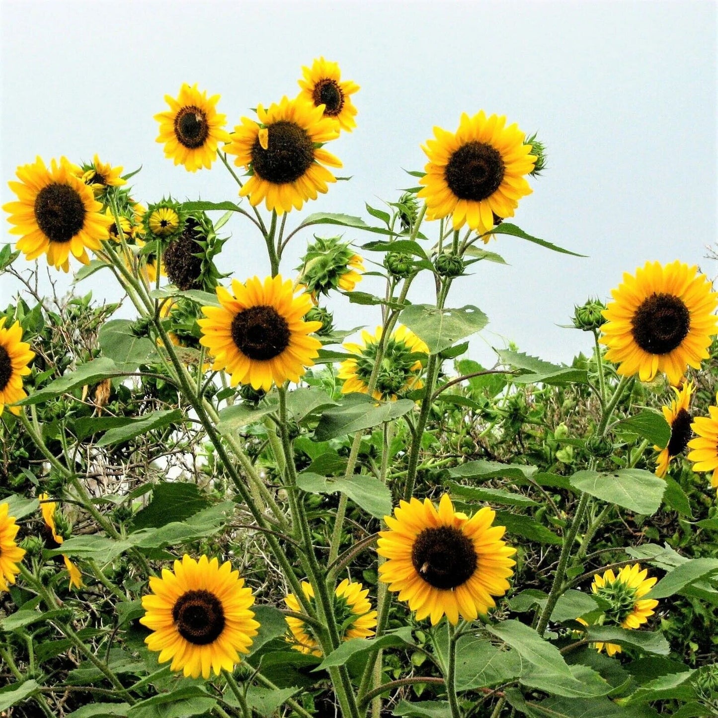 Sunflower 'Henry Wild' Seeds