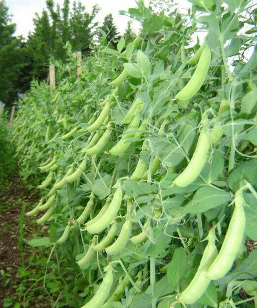 Peas Vegetable Seeds